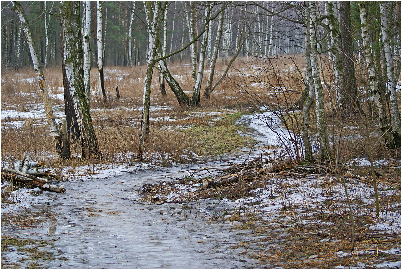 Кузьминский лесопарк, image of landscape/habitat.