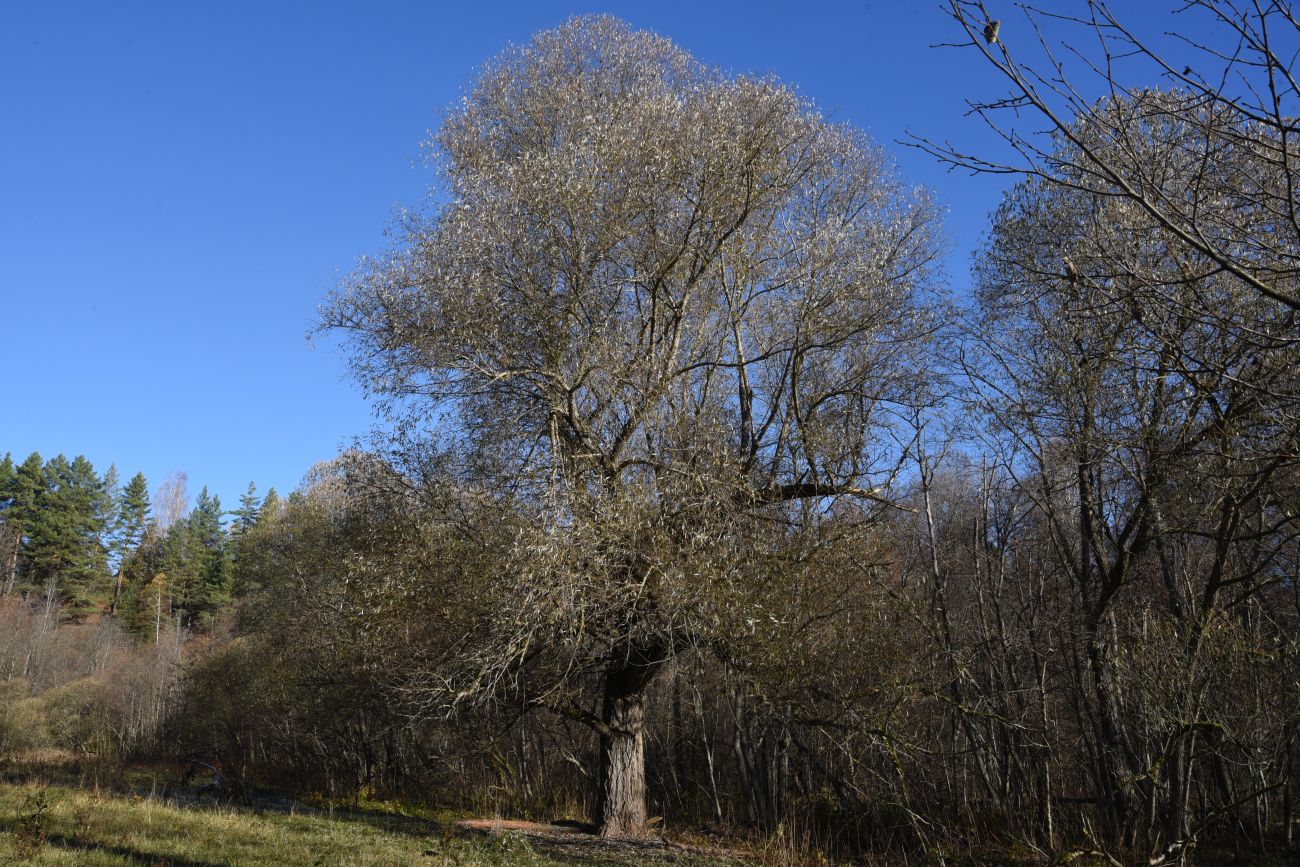 Окрестности деревни Семичёво, image of landscape/habitat.