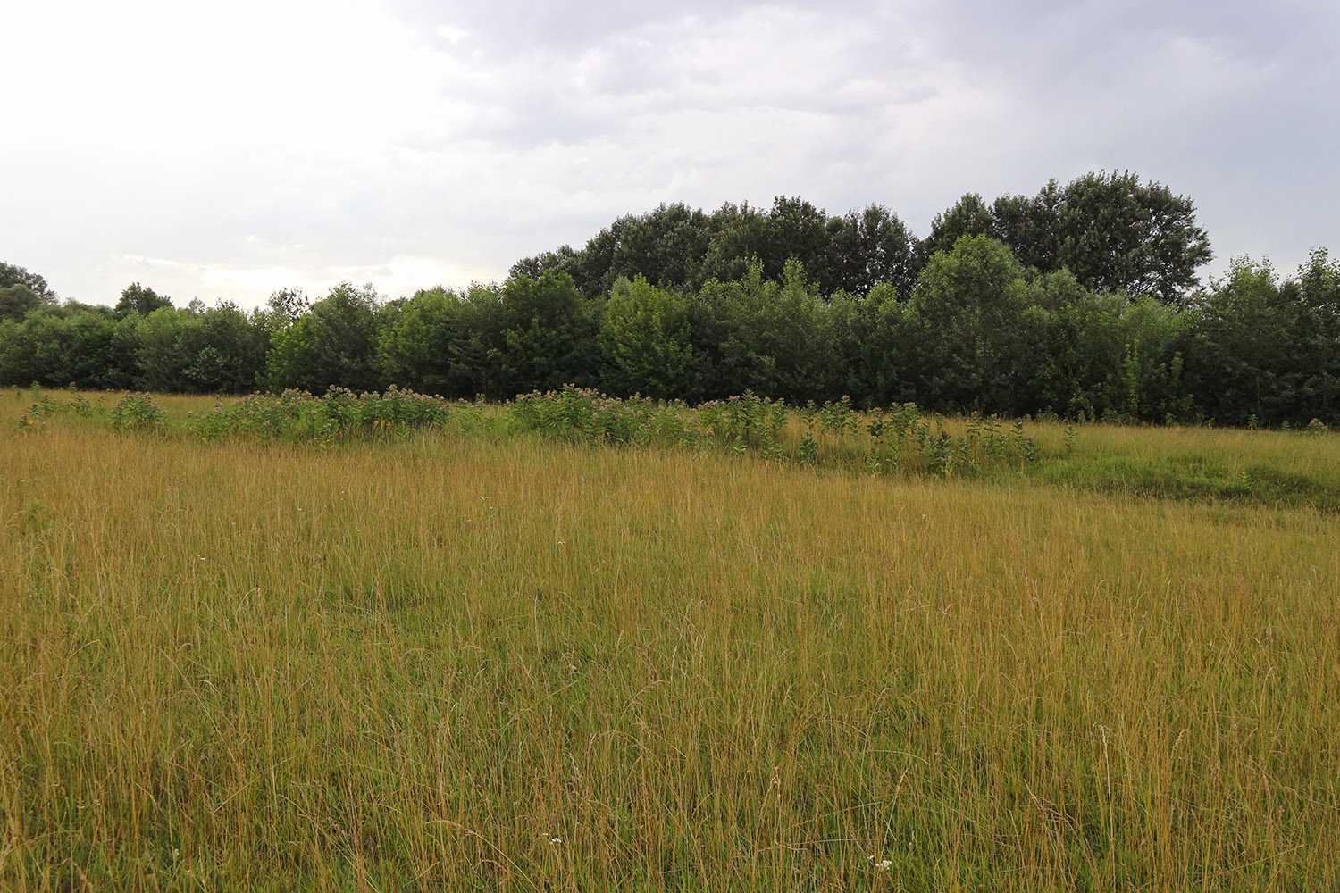 Луг в излучине реки Фарс, image of landscape/habitat.