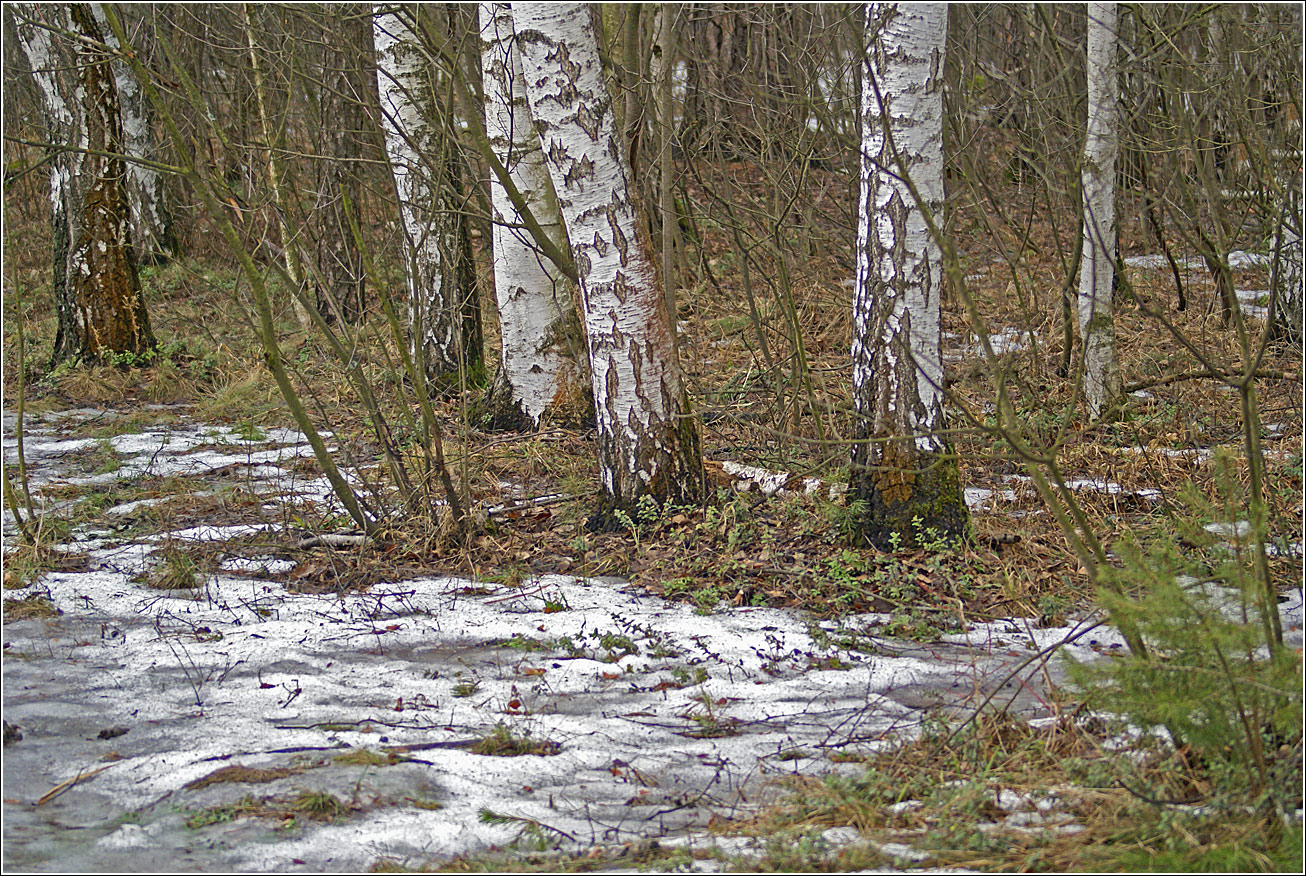 Кузьминский лесопарк, image of landscape/habitat.