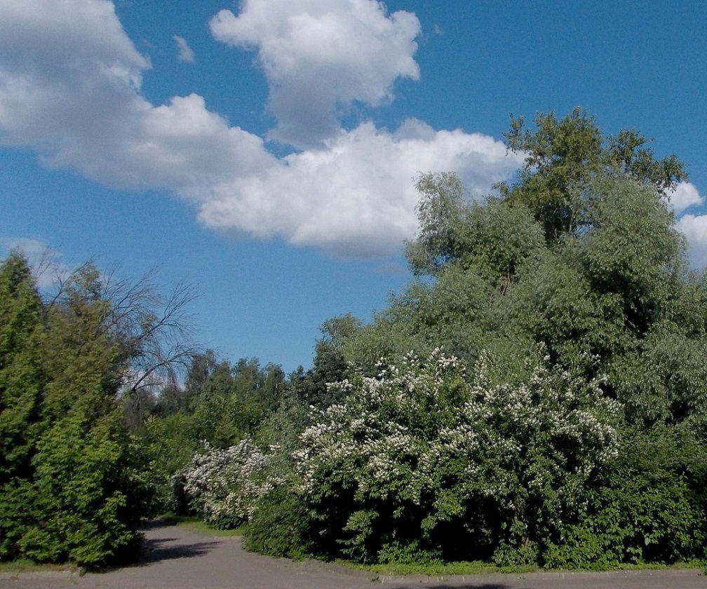 Кусково, image of landscape/habitat.