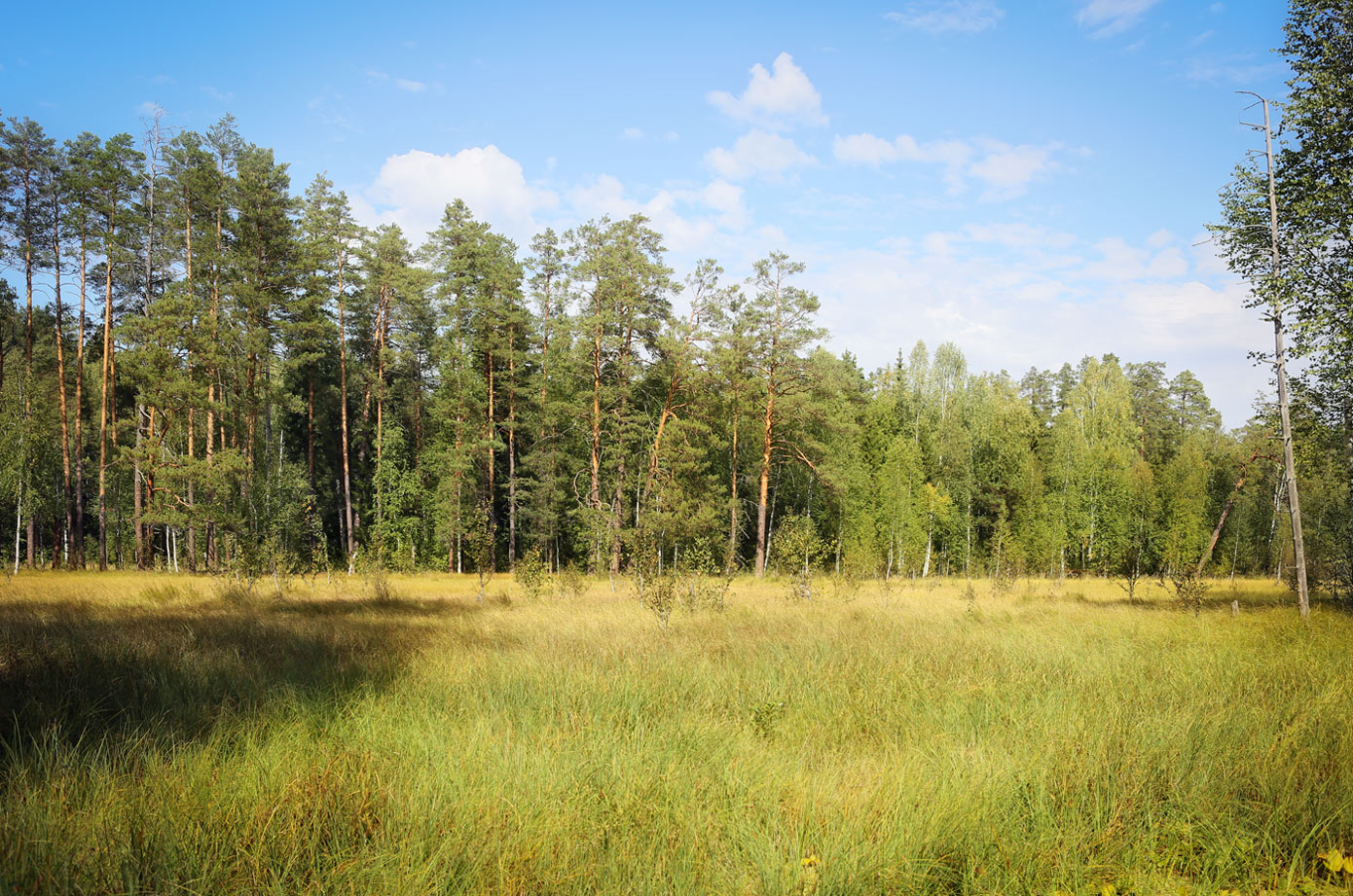 Кунчурихинский бор, image of landscape/habitat.