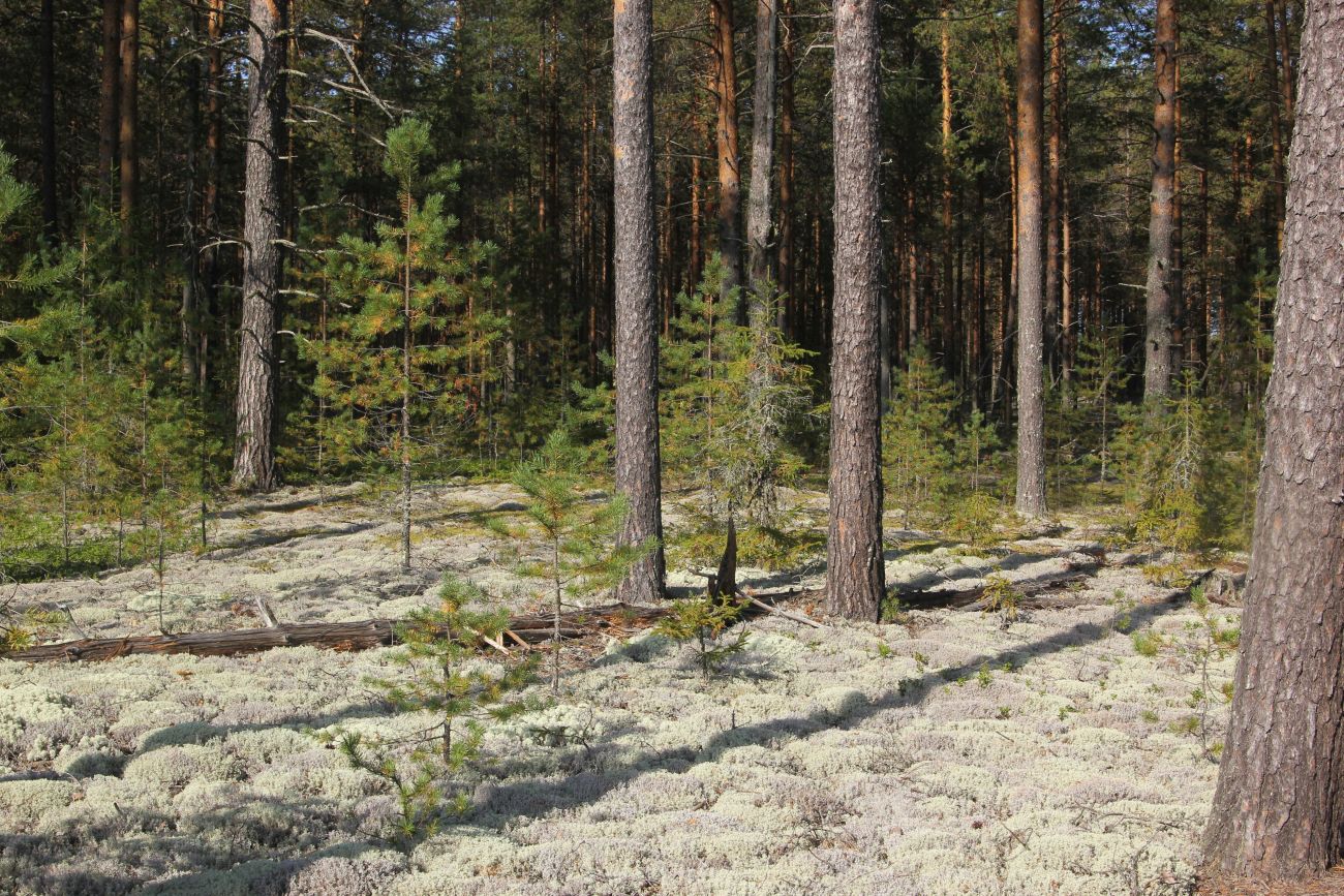 Окрестности устья реки Вига, image of landscape/habitat.