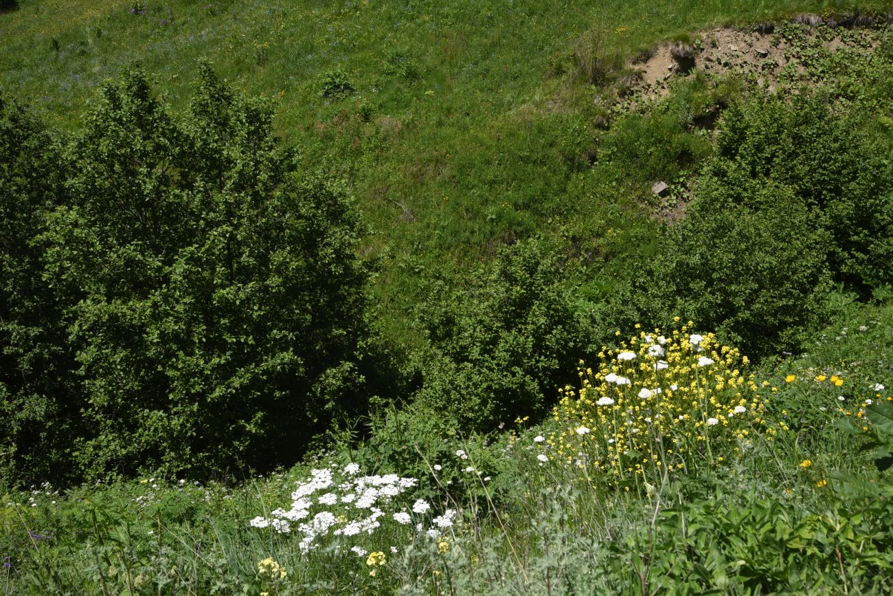 Верхнее течение Чадыри, image of landscape/habitat.