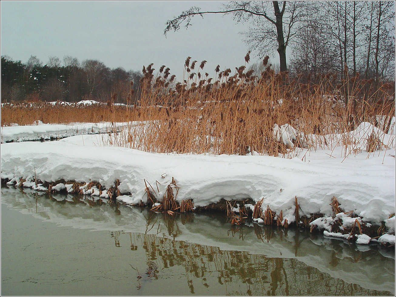 Кузьминский лесопарк, image of landscape/habitat.