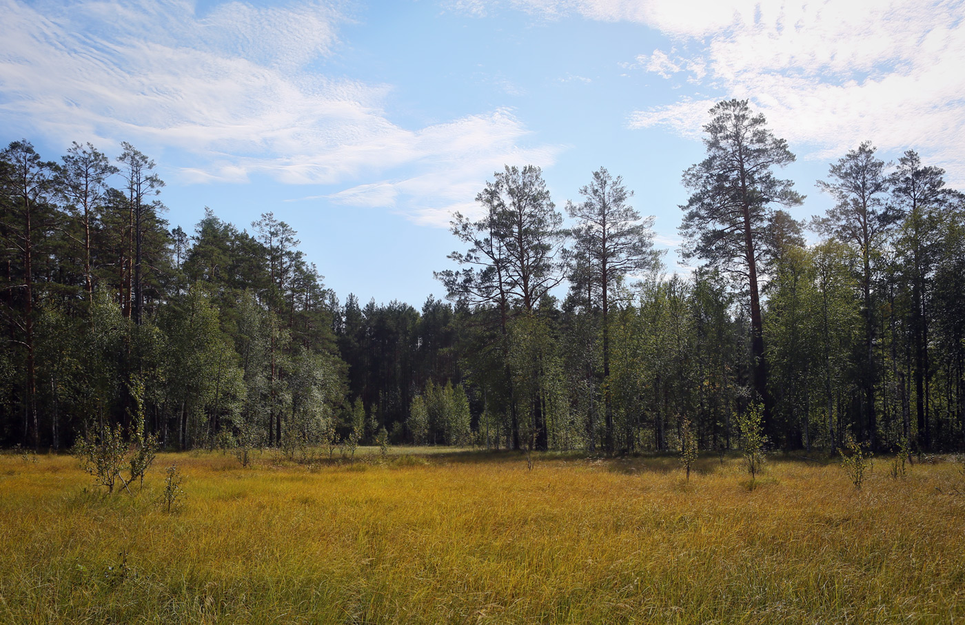 Кунчурихинский бор, image of landscape/habitat.