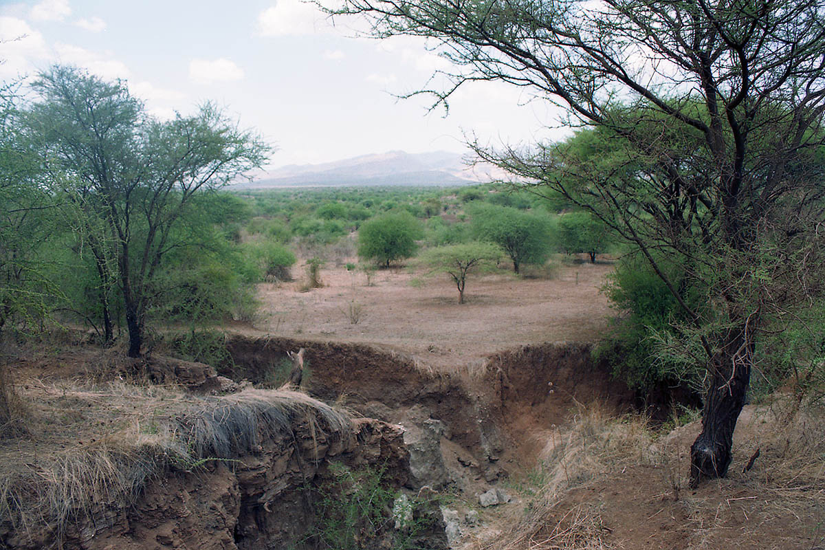 Тарангире, image of landscape/habitat.