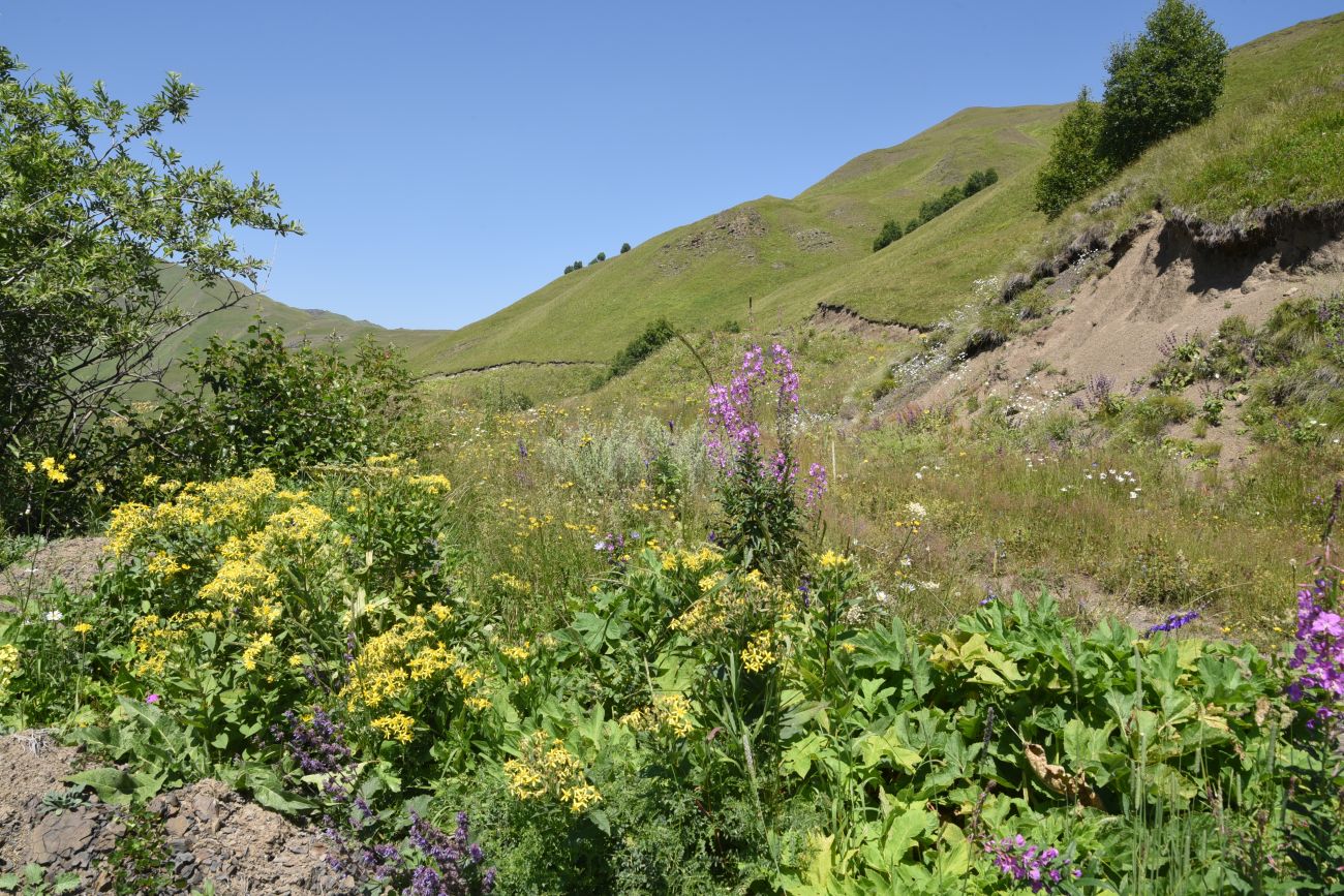 Юго-восточный склон Чархунышкорт, image of landscape/habitat.