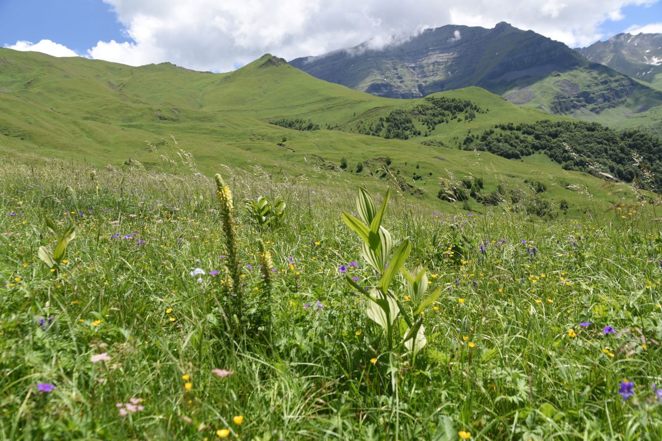 Верхнее течение Чадыри, image of landscape/habitat.