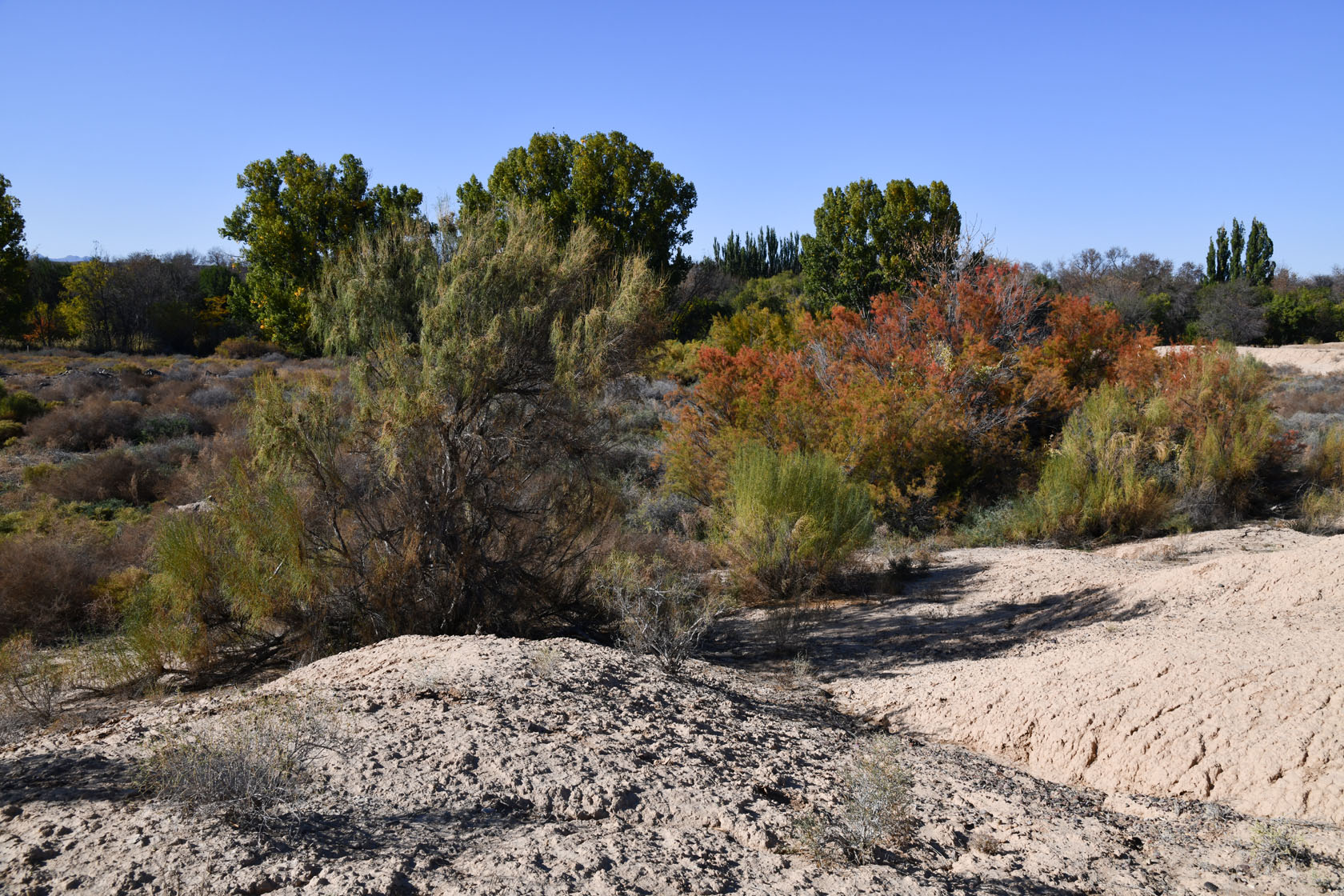 Сарытогай (Ясеневая роща), image of landscape/habitat.