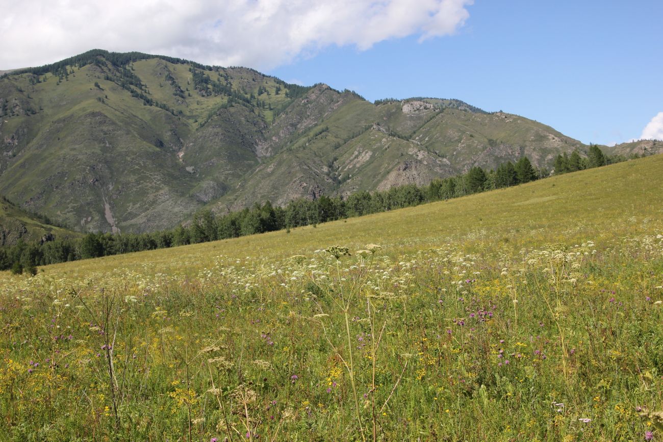 Окрестности реки Казнахта, image of landscape/habitat.