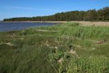 Берег у Сенокосной, image of landscape/habitat.