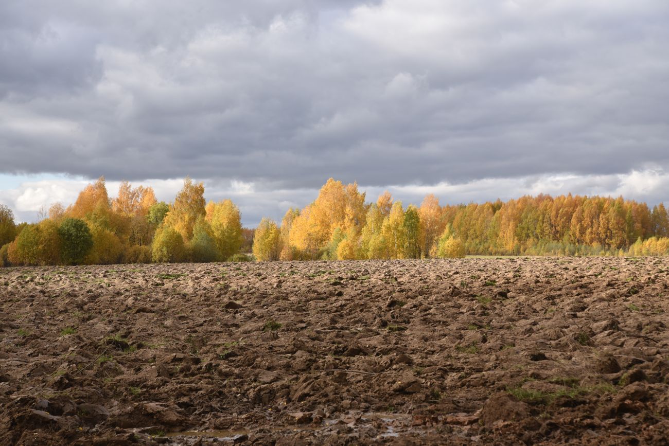 Окрестности Логиново, image of landscape/habitat.