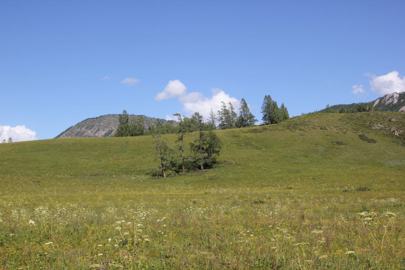 Окрестности реки Казнахта, image of landscape/habitat.