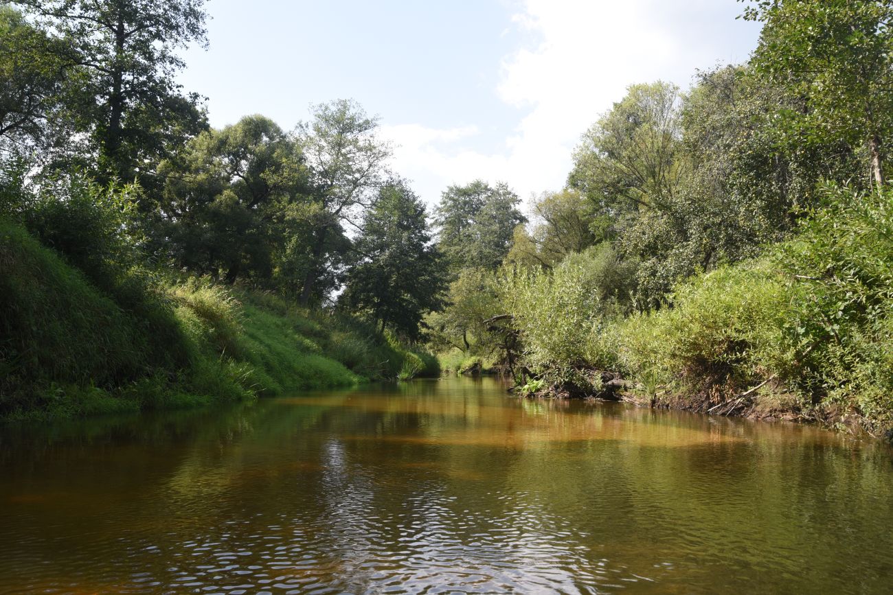 Устье ручья Дубенка, image of landscape/habitat.