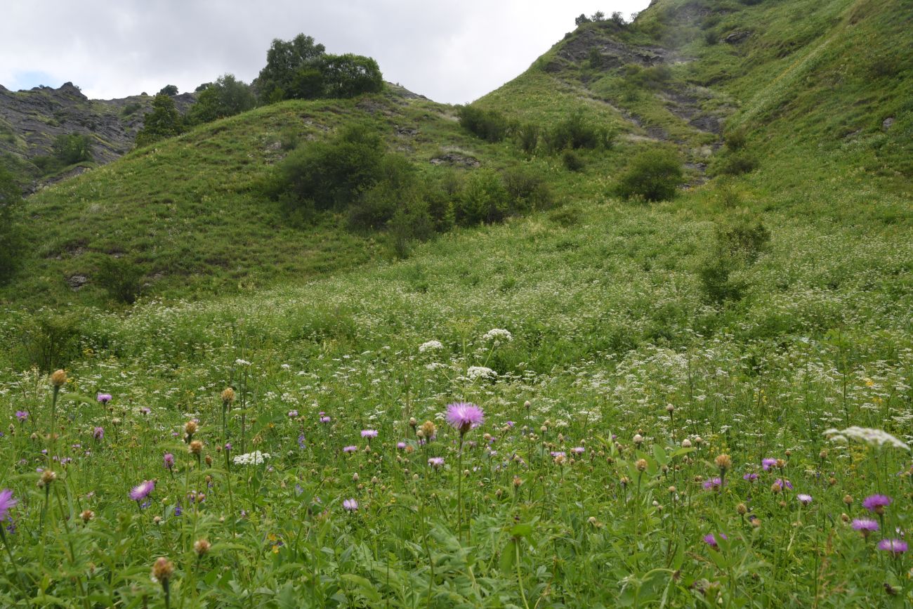 Дом Мансура, image of landscape/habitat.