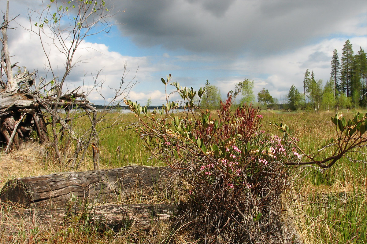 Елмозеро, image of landscape/habitat.