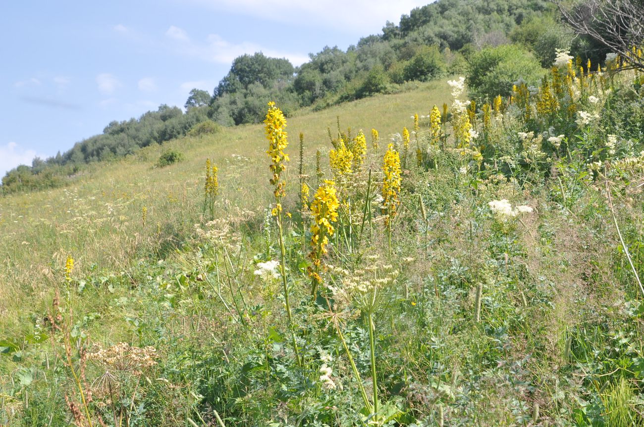 Долина реки Сно, image of landscape/habitat.