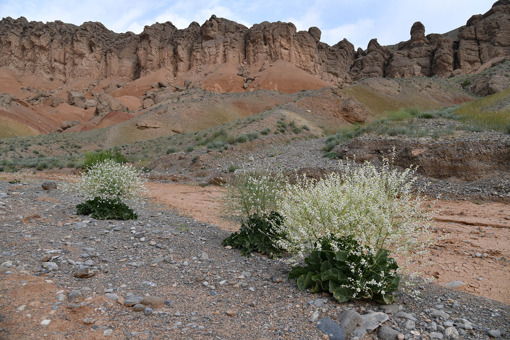 Исфара, image of landscape/habitat.