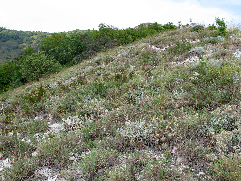 Окрестности Геленджика, image of landscape/habitat.