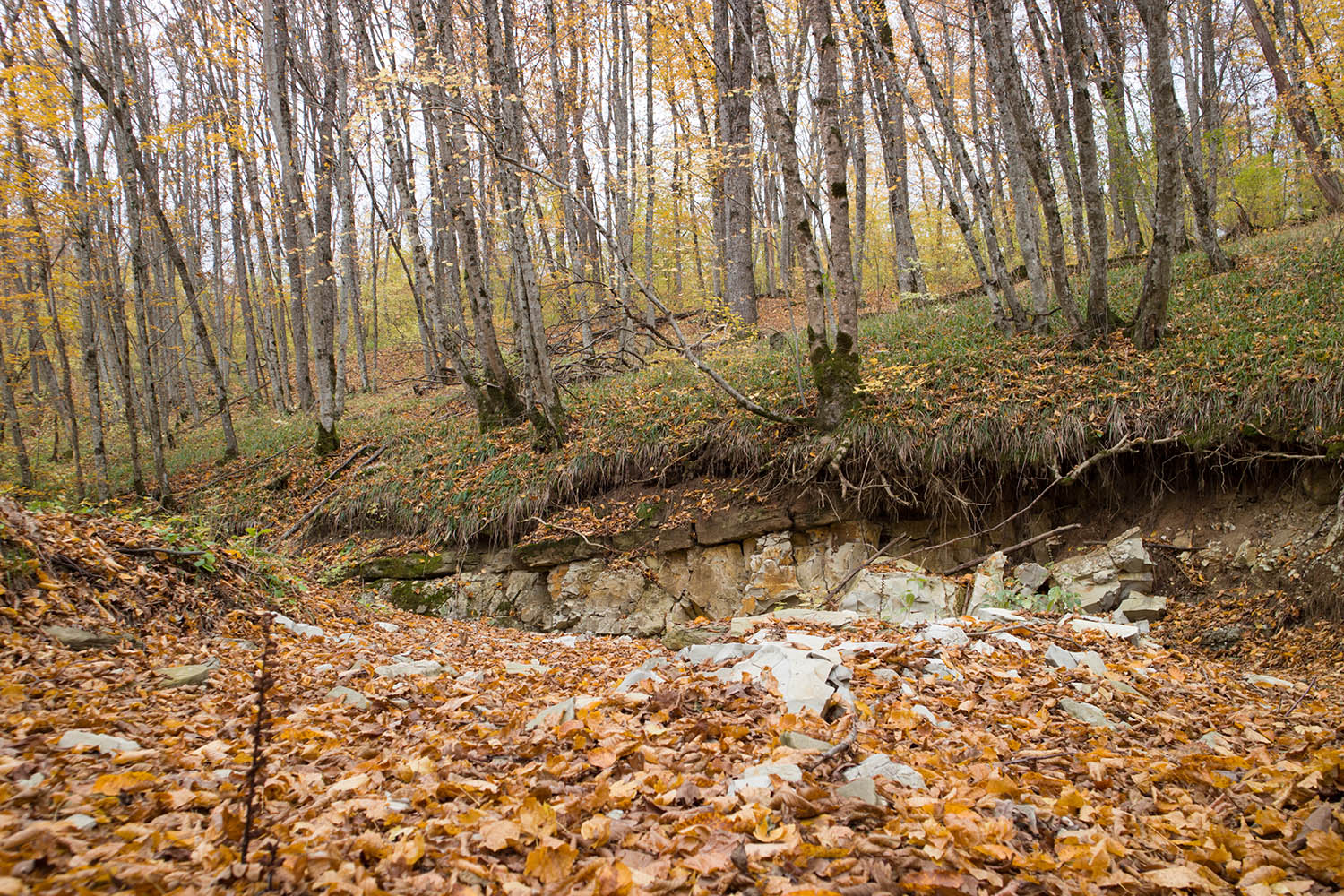 Глубокий Яр, image of landscape/habitat.