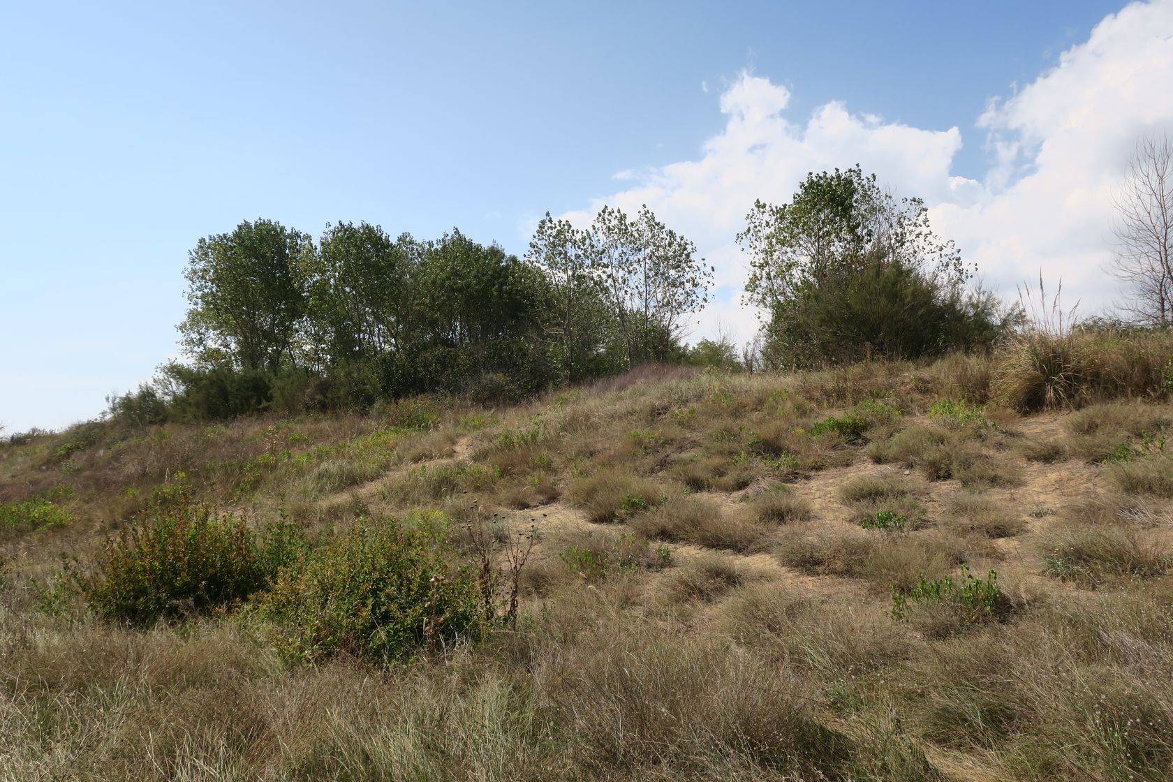 Дюны Несебра, image of landscape/habitat.