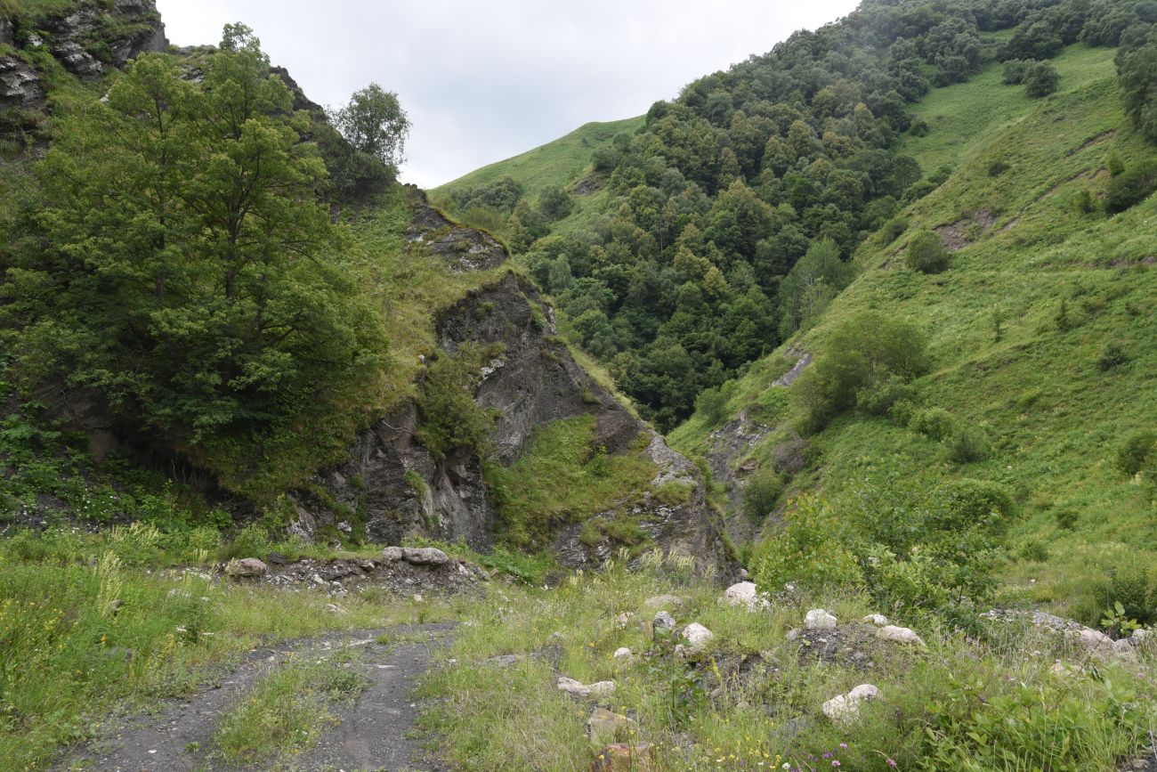 Дом Мансура, image of landscape/habitat.