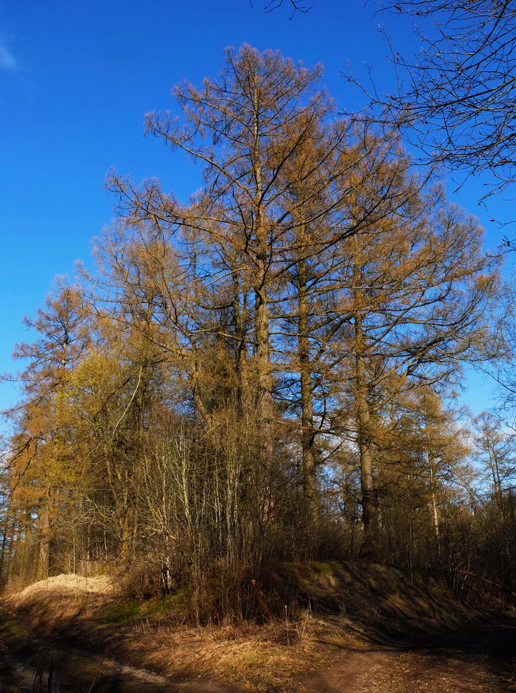 Петровщинская роща и луга, image of landscape/habitat.