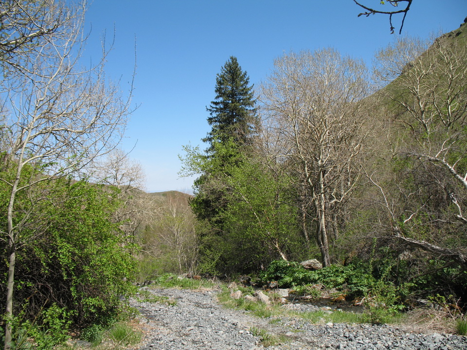 Коль-Асу, image of landscape/habitat.