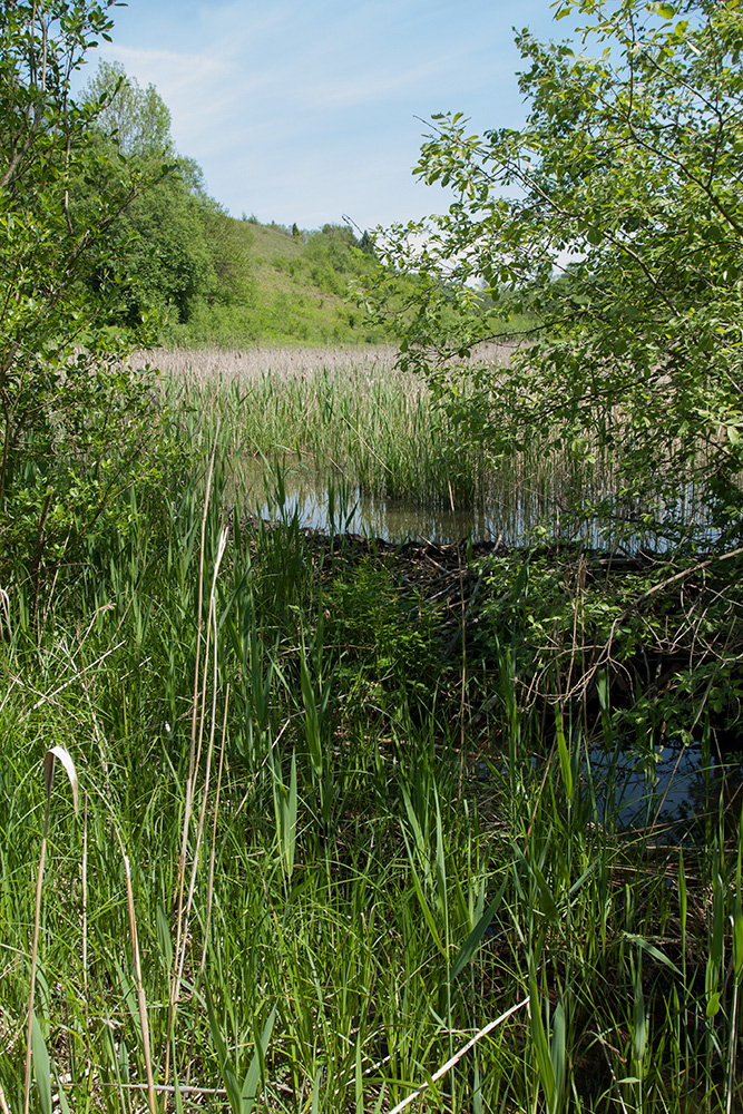 Изборско-Мальская долина, image of landscape/habitat.