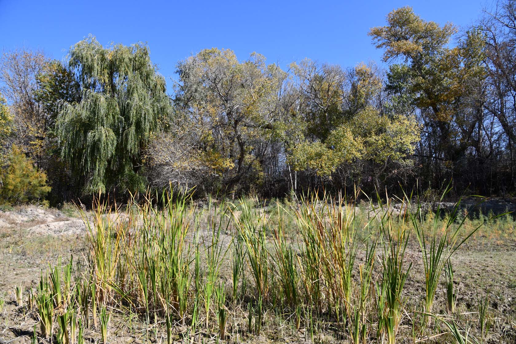 Сарытогай (Ясеневая роща), image of landscape/habitat.