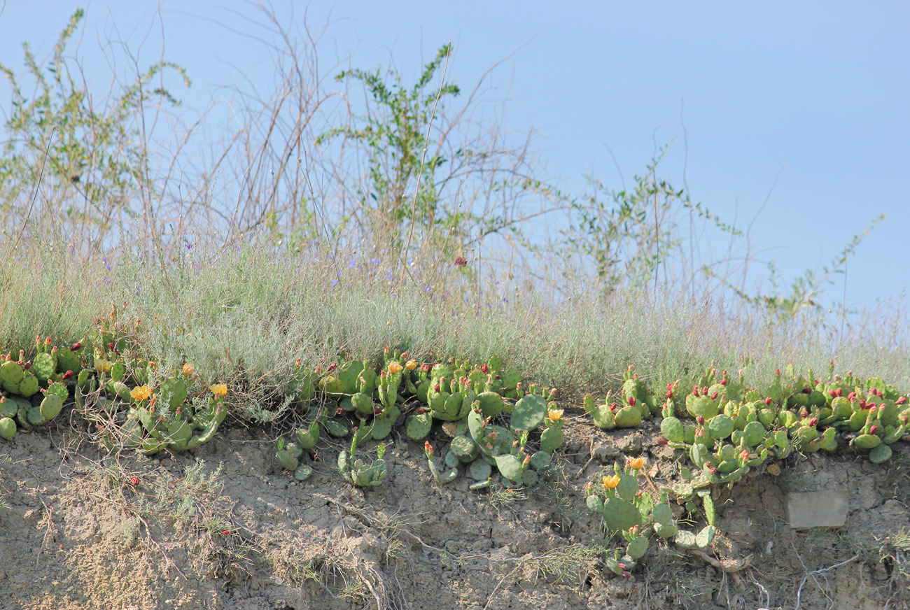 Судак, image of landscape/habitat.