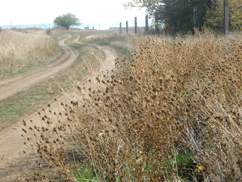 Ивановка, image of landscape/habitat.