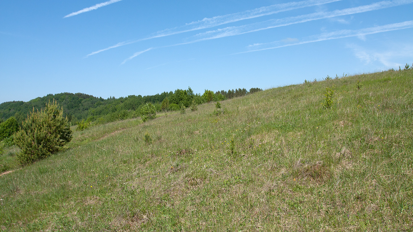 Изборско-Мальская долина, image of landscape/habitat.