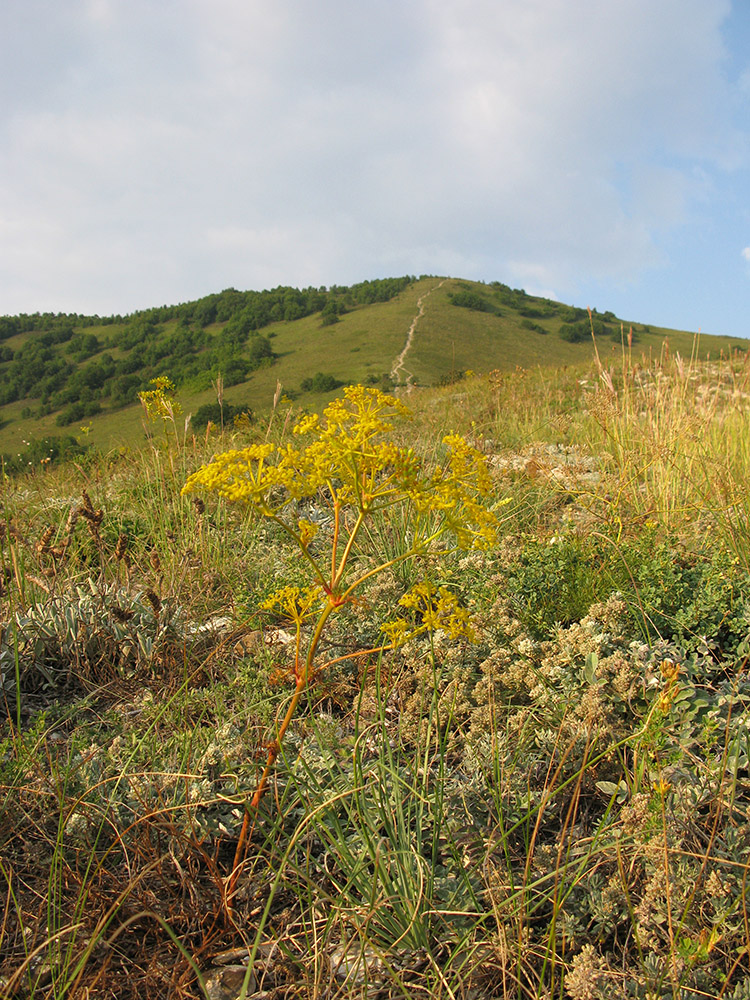 Окрестности Геленджика, image of landscape/habitat.