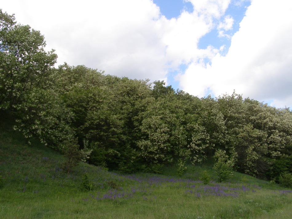 Гетманский НПП, image of landscape/habitat.