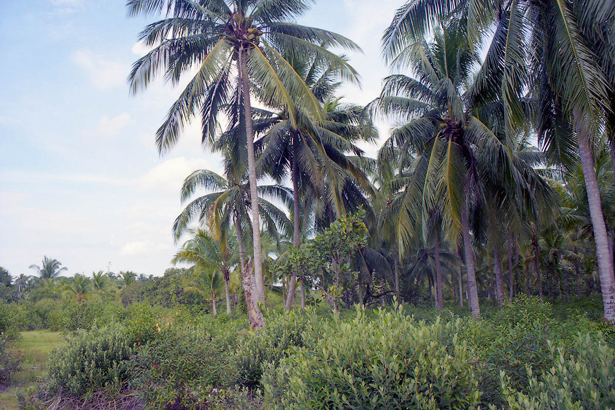 Ко Крадан, image of landscape/habitat.