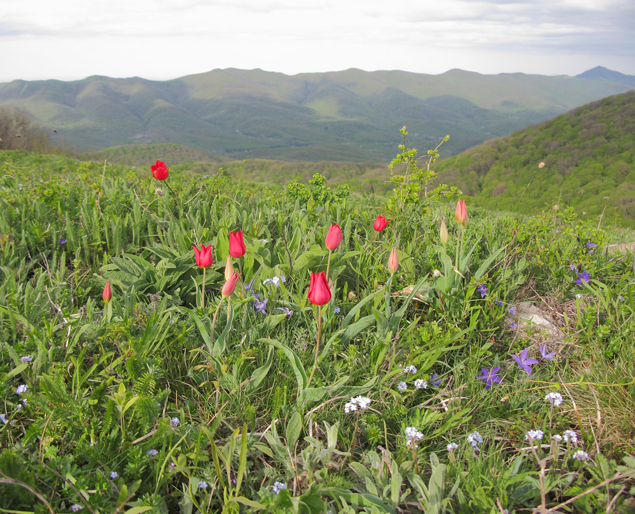 Большой Маркотх, image of landscape/habitat.