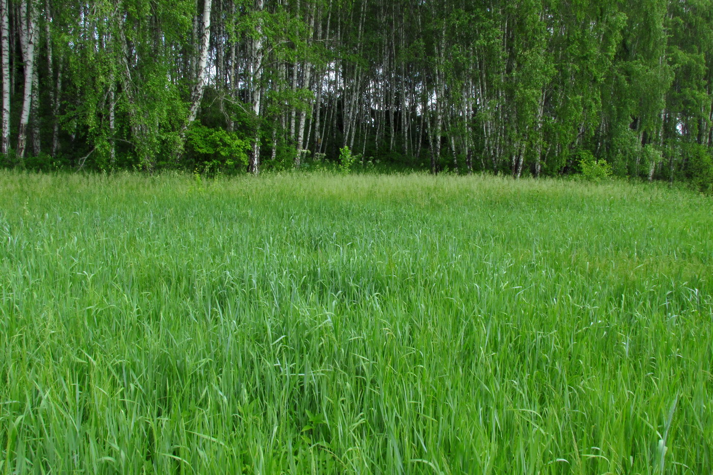 Убейский залив, image of landscape/habitat.