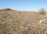 Ташкалак, image of landscape/habitat.