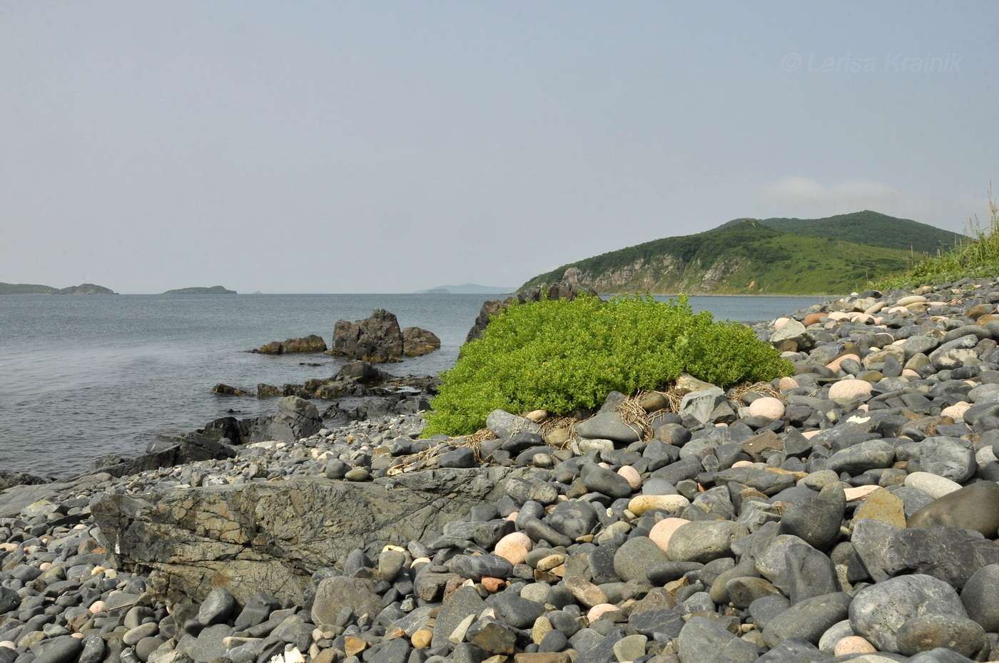 Остров Рикорда, image of landscape/habitat.