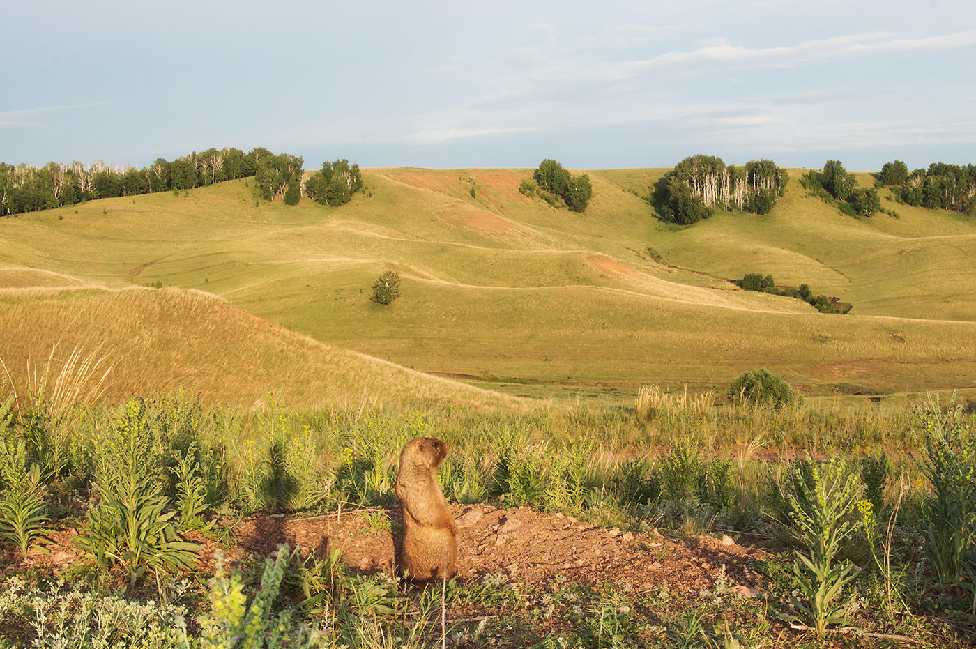 Заказник "Чатыр-Тау", image of landscape/habitat.