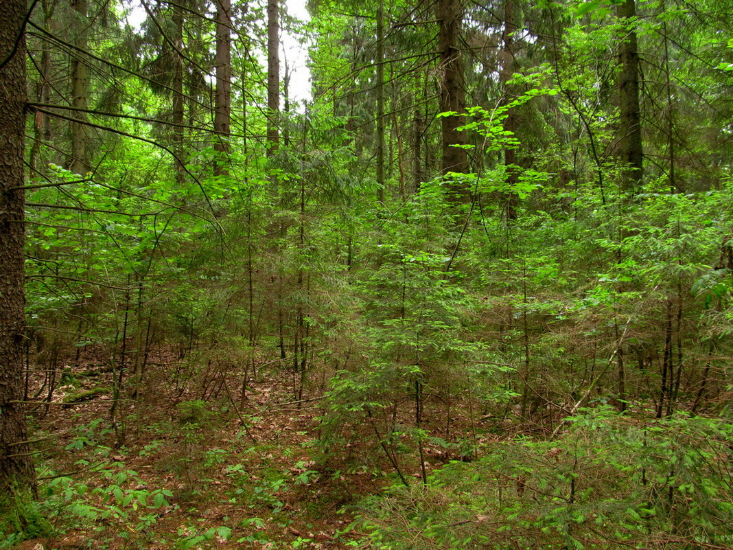 Чемеровка, image of landscape/habitat.