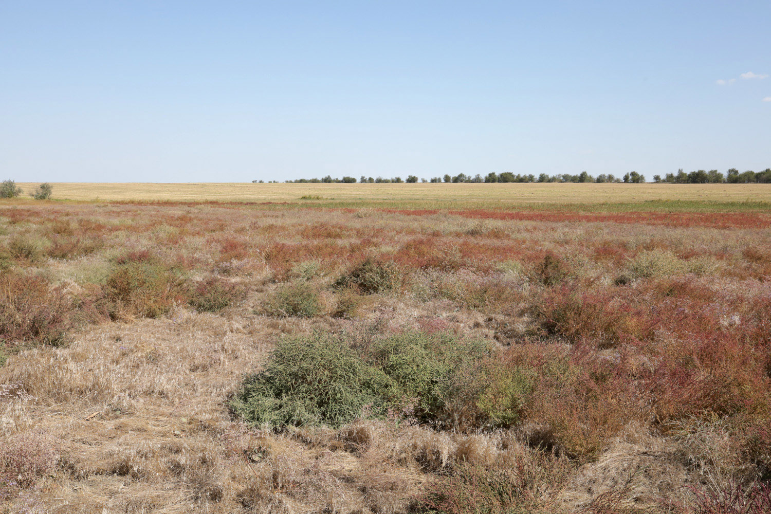 Озеро Айгульское, image of landscape/habitat.