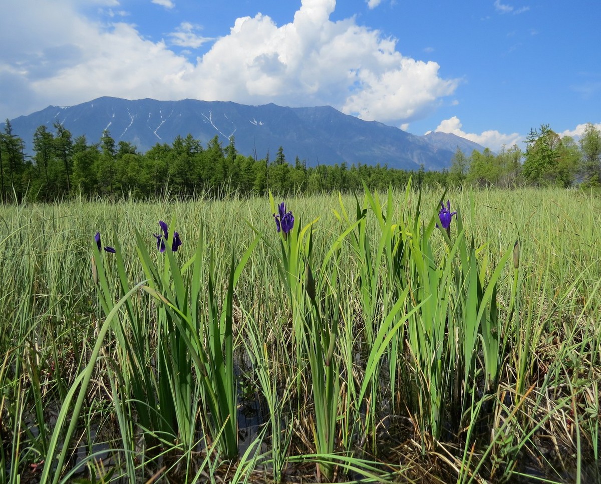 Байкал, мыс Болсодей, image of landscape/habitat.