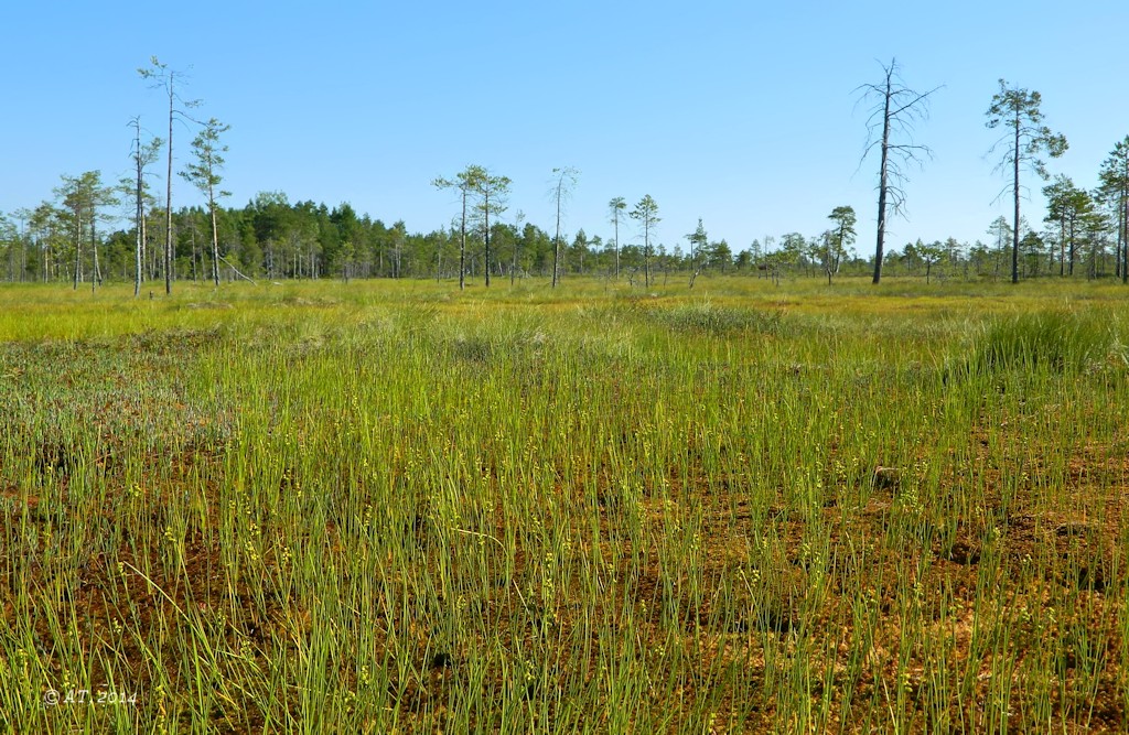 Низовья Унежмы, image of landscape/habitat.