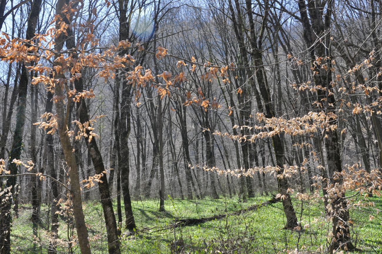 Долина Белой около Руфабго, image of landscape/habitat.