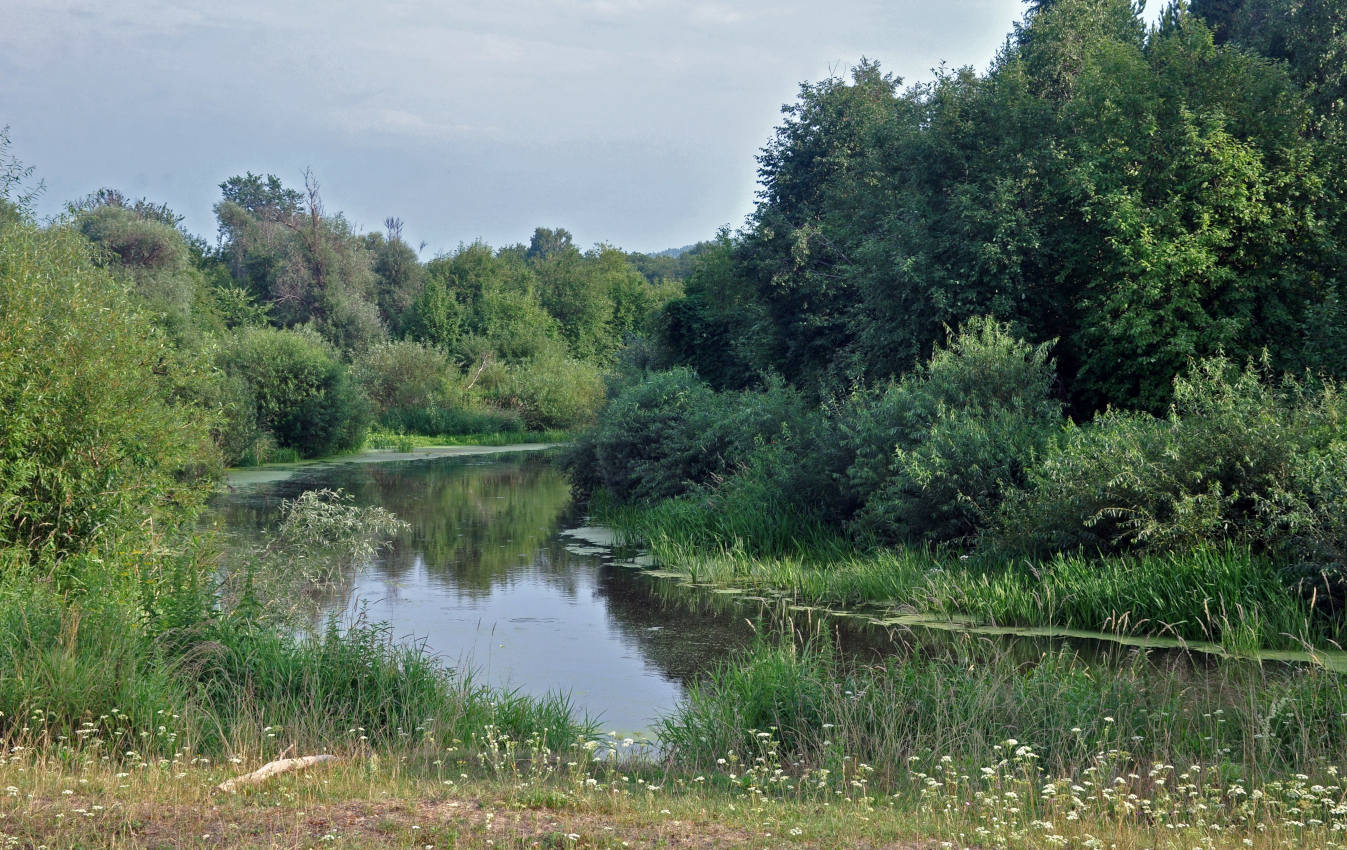 Окрестности посёлка Сактаево, image of landscape/habitat.