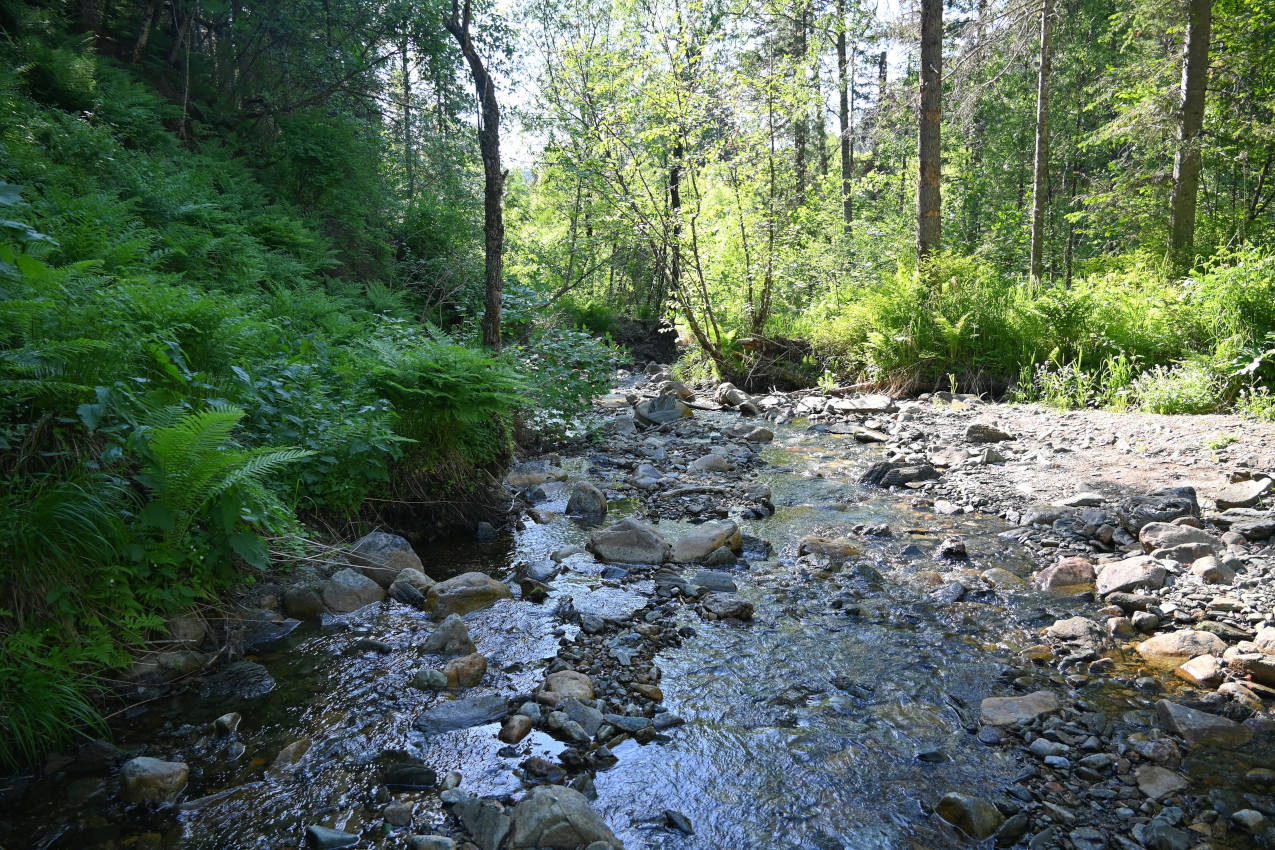 Шушенский бор, image of landscape/habitat.