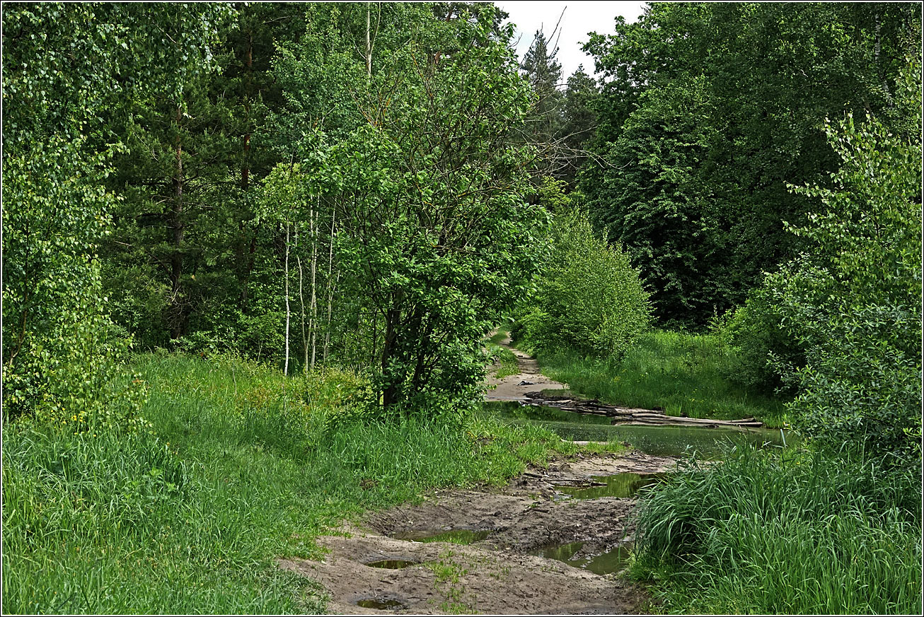 Окрестности Хрипани, image of landscape/habitat.